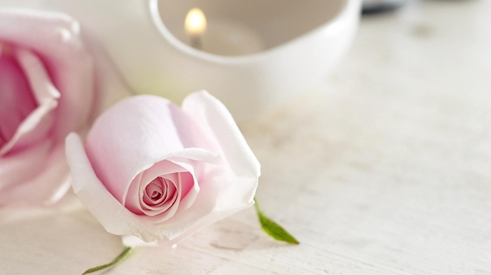 flowers, candle, tenderness, rose, flower