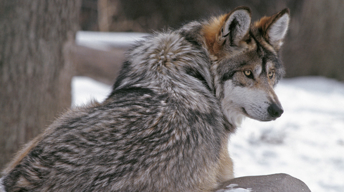 animals, sight, wolf