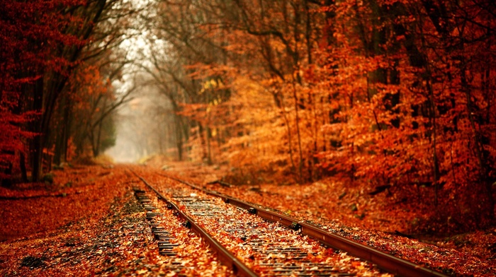 railway, nature, fall, forest