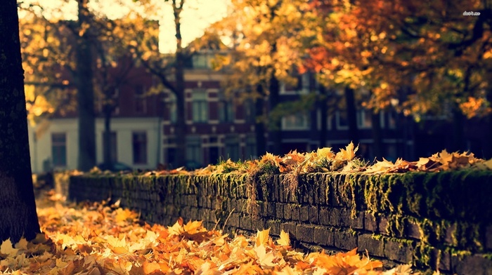 nature, fall
