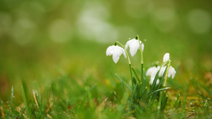 grass, flowers, white, drops