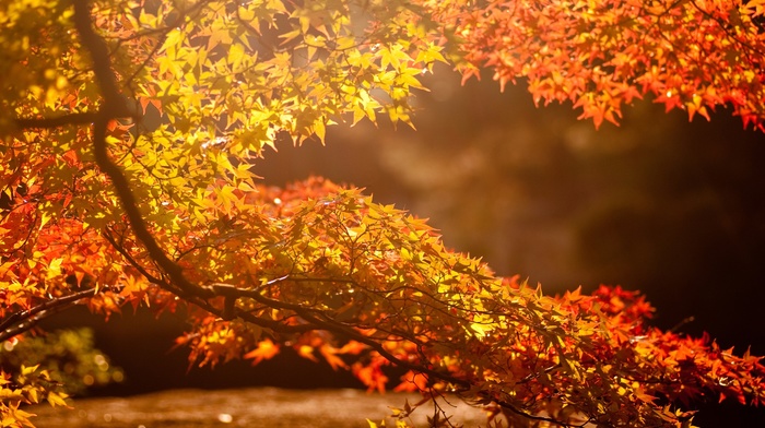 sunlight, branch, leaves, nature, fall