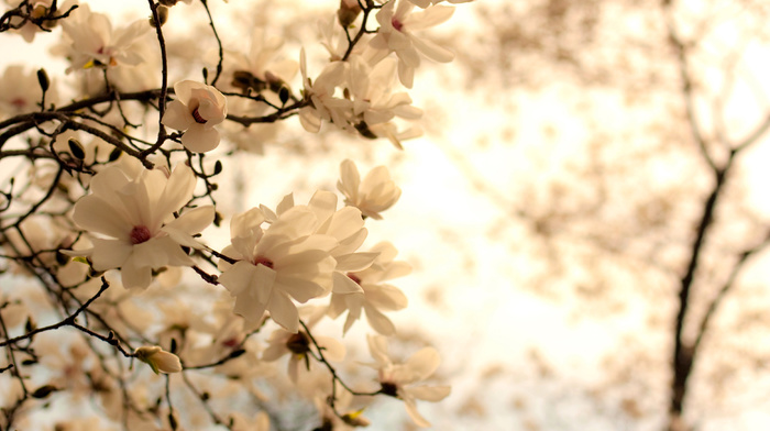 flowers, white, twigs, bloom, background