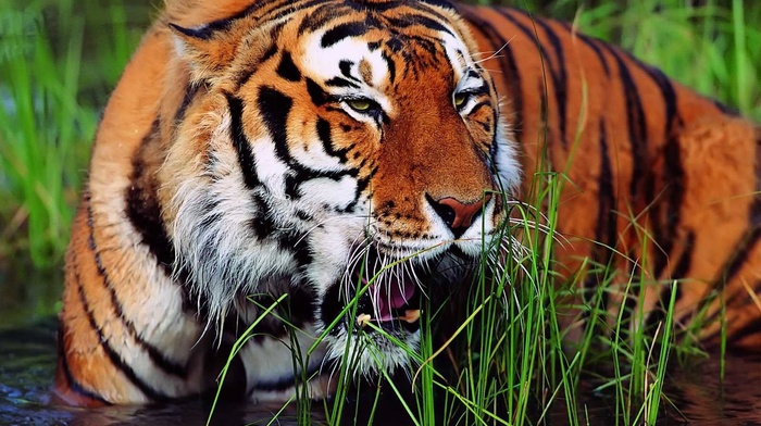 tiger, nature, animals