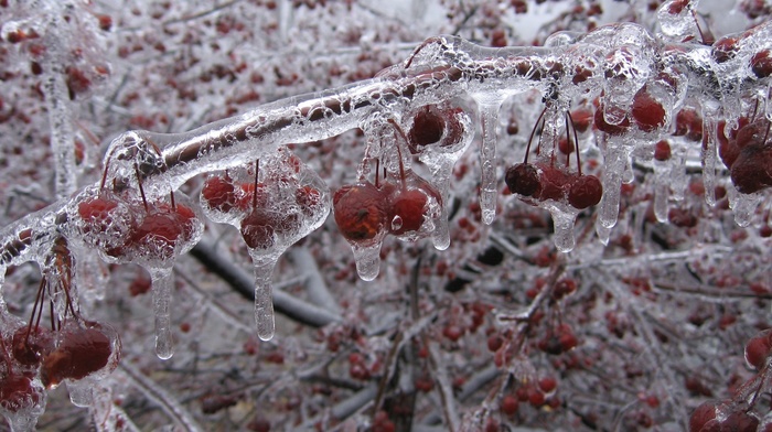 trees, ice, raspberries