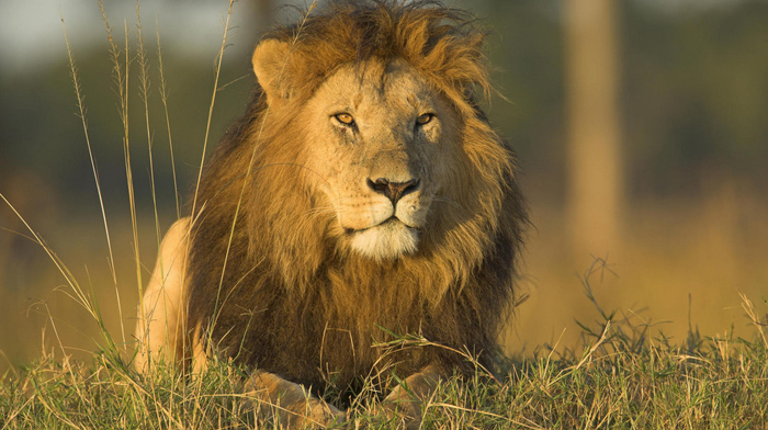 lion, grass, animals