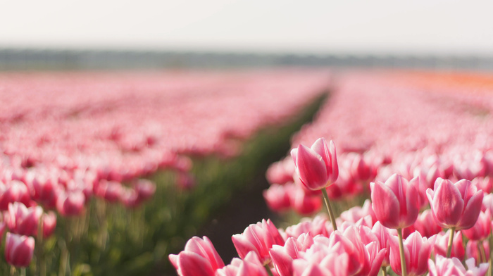 summer, tulips, field, photo, flowers, nature