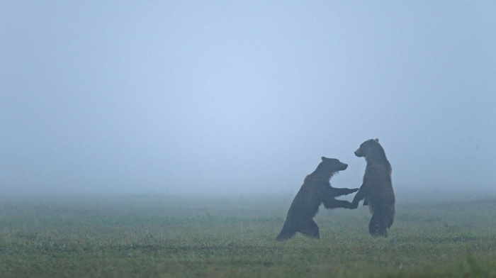 bears, bear, animals