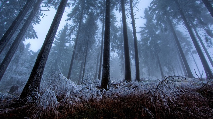 forest, trees, nature, mist, winter
