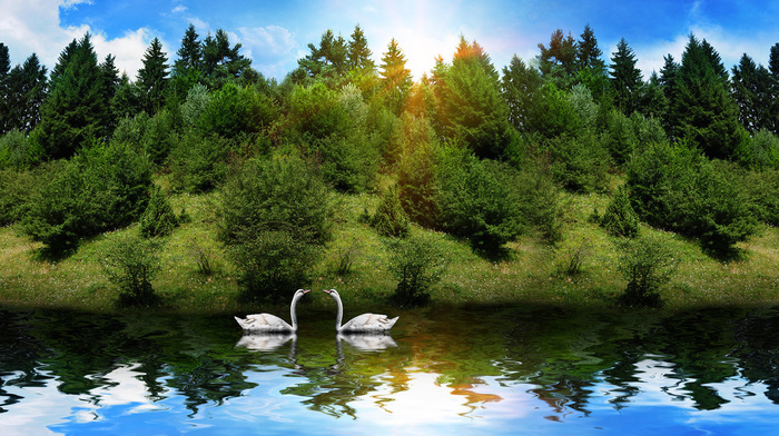 reflection, forest, Sun, animals, river