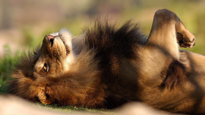 lion, animals, lying down, rest