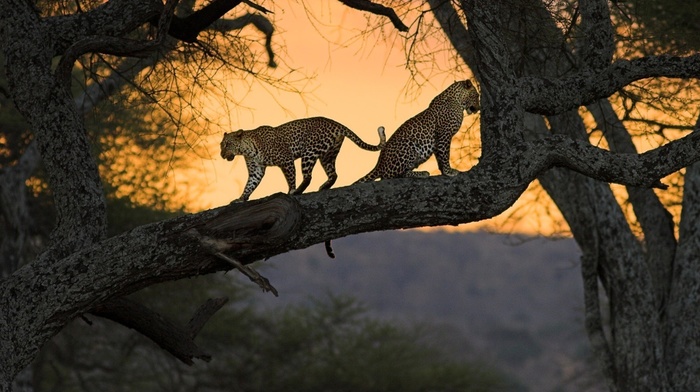 tree, animals, nature