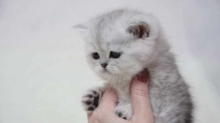 kitten, hand, animals