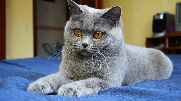 girl, blue background, gray, eyes, animals, cat