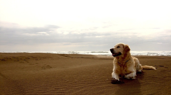 dog, animals, beach, coast