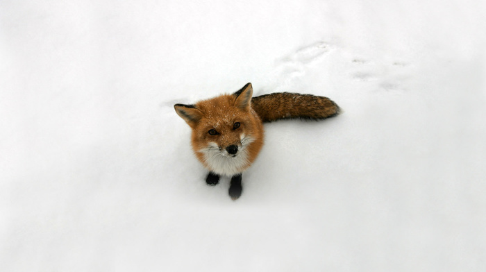 sight, red hair, snow, fox, animals