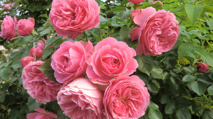 stunner, flowers