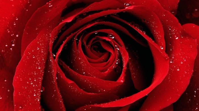 rose, water drops, dew, macro, flowers, red flowers