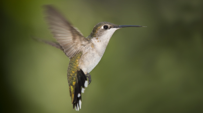 animals, wings