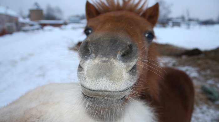 mustache, animals, winter, gray