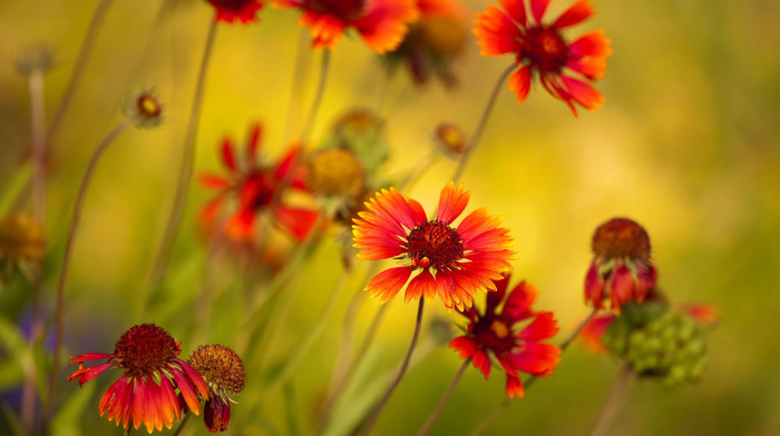 beautiful, flowers