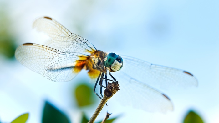 wings, eyes, animals