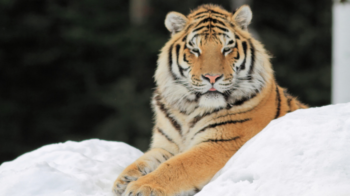 snow, animals, tiger