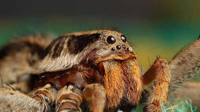 spider, animals, eyes