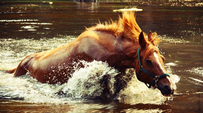 lake, animals, horse, water, splash