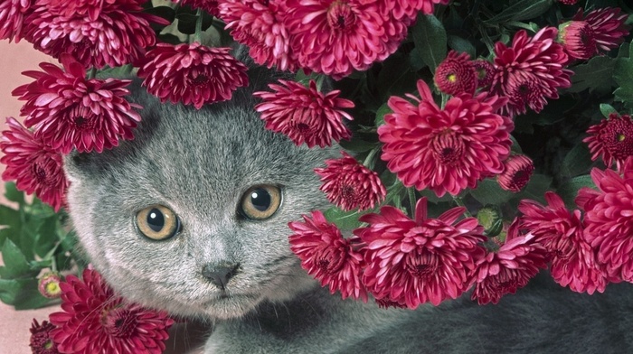 flowers, animals, cat