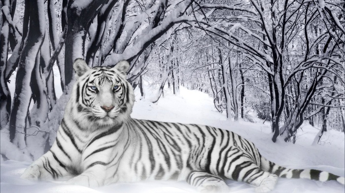 tiger, animals, forest, winter