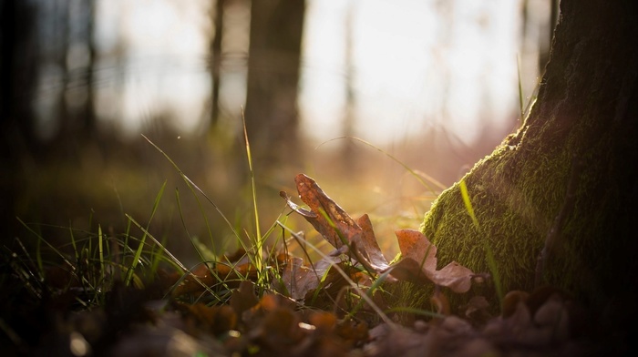 leaves, moss, forest, plants, grass, nature, tree, macro