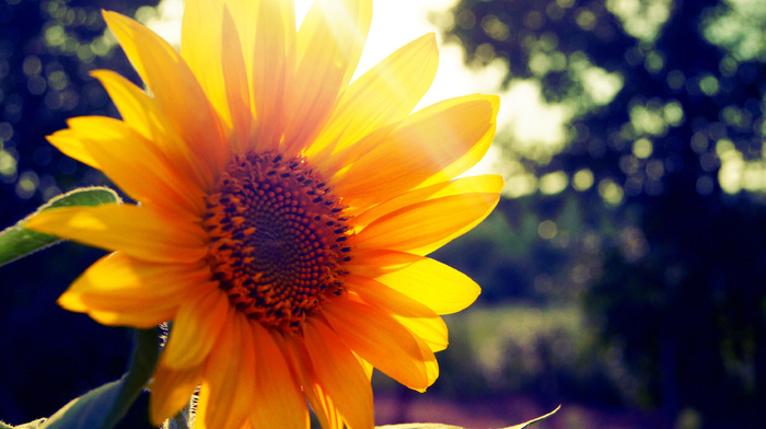 Sun, summer, flowers