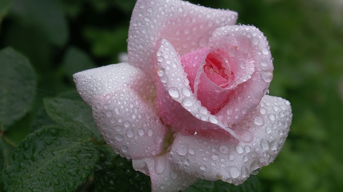 flowers, rose