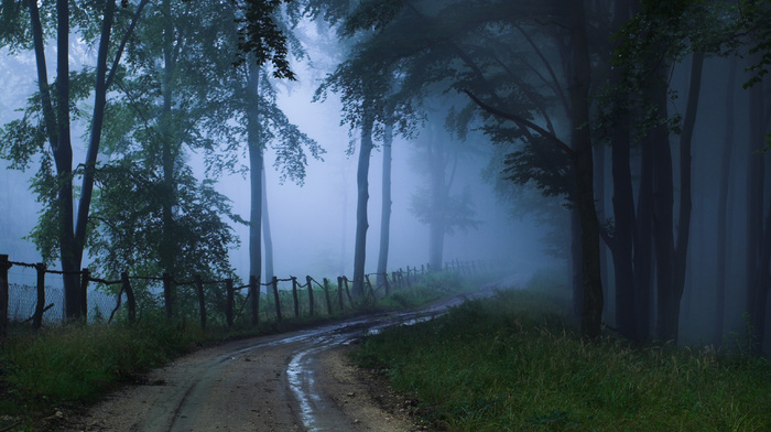 road, mist, nature