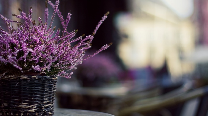 photo, flowers, motion blur