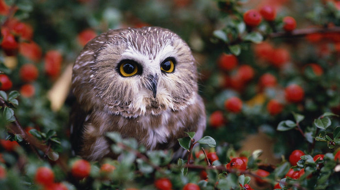 berries, bushes, owl, animals