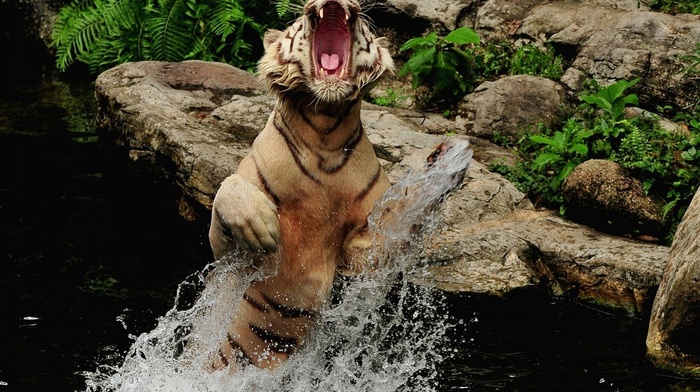 water, animals, tiger, splash