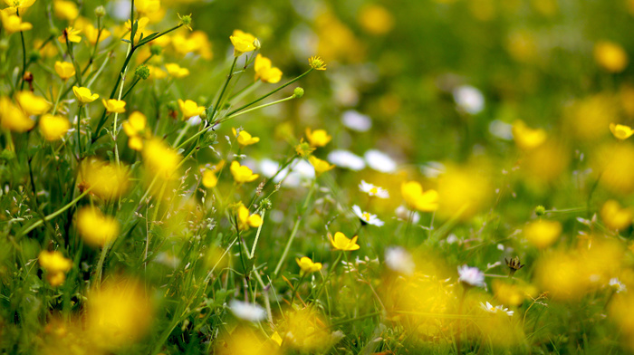 glade, flowers, yellow