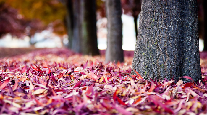 trees, macro, autumn