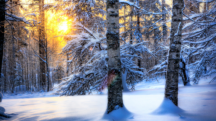 winter, snow, nature, forest, Sun