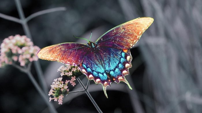 macro, beautiful girl, flower, butterfly