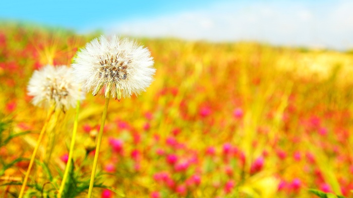 flowers, field, spring