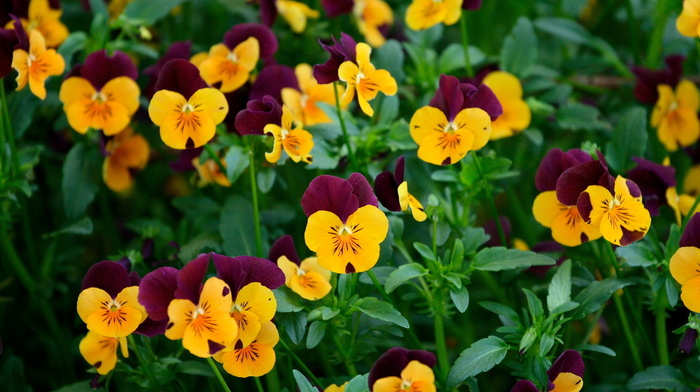 flowers, greenery