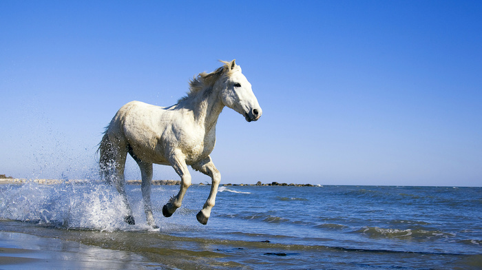 animals, horse, sea, coast, water