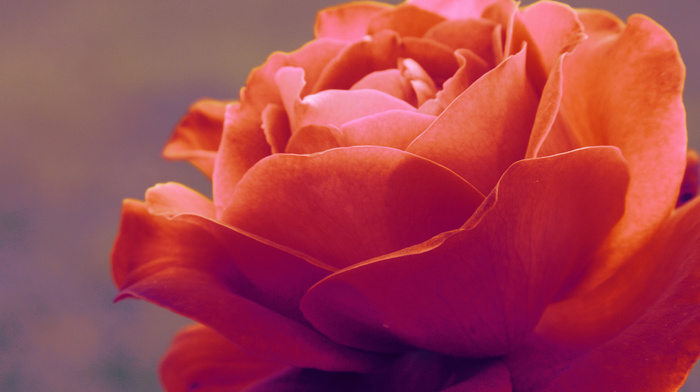 rose, tenderness, flowers, macro