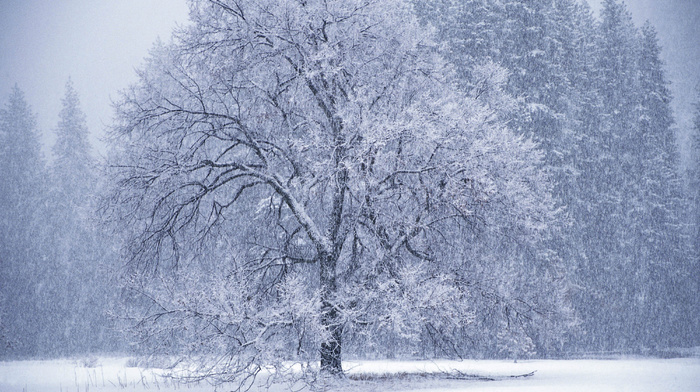 tree, winter