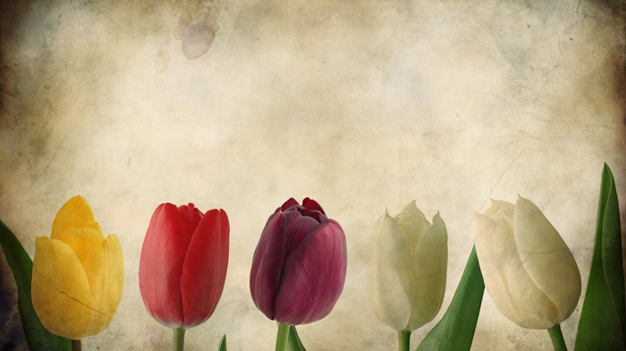 flowers, paper, tulips