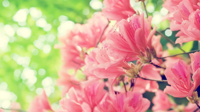 flowers, spring