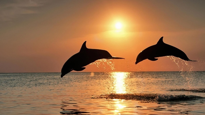 animals, sea, sunset